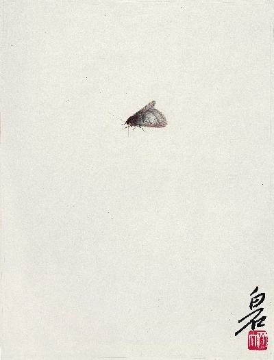 历代国画.源文件.昆虫册页7的国画作品-黄蛾
