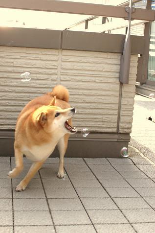 柴犬的图片