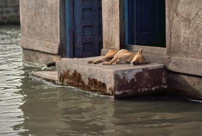其他.史蒂夫·麦凯瑞SteveMcCurry上集ALL CREATURES GREAT AND SMALL 61的摄影作品