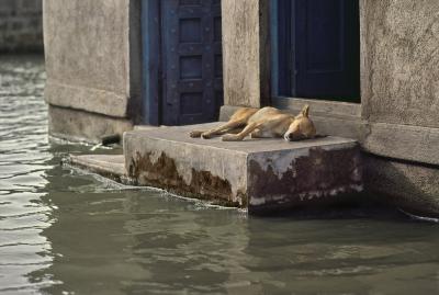 其他.史蒂夫·麦凯瑞SteveMcCurry上集THE FIRMEST FRIEND 23的摄影作品