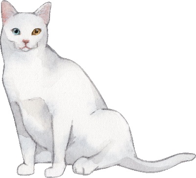 _PSD动物透明背景图案的图标-Ragdoll_Cat
