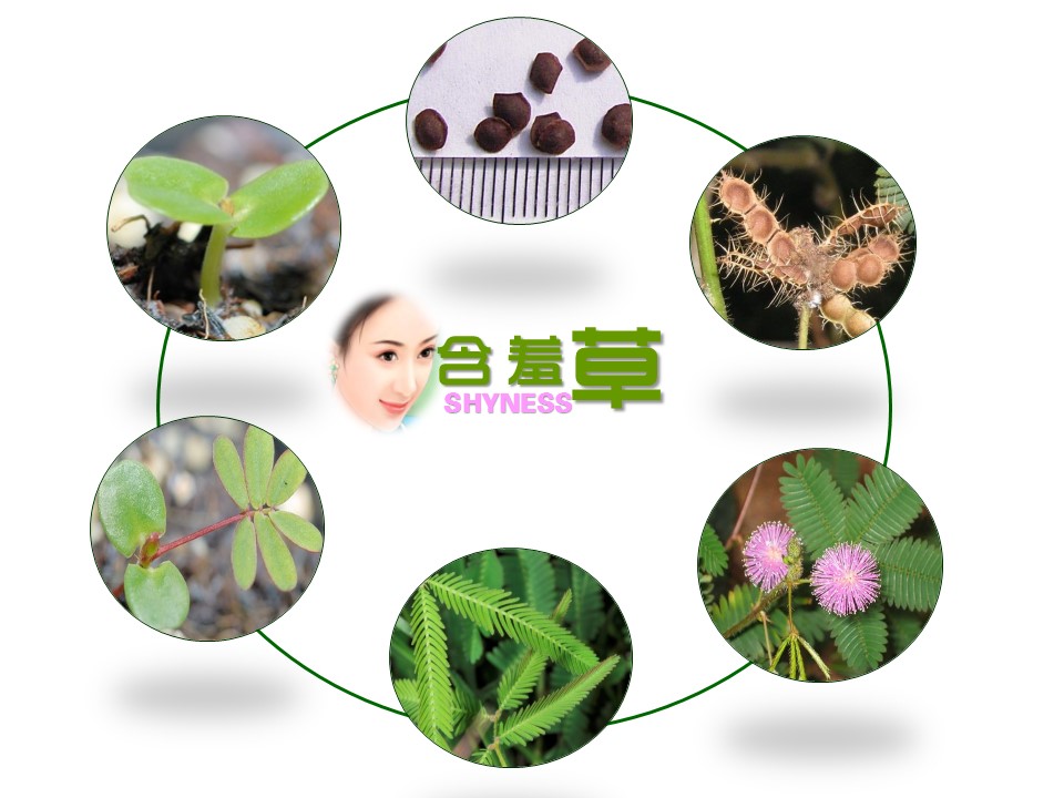 新增精品卡通可爱儿童ppt.静态.K001卡通儿童PPT-053的PPT模板-2/17