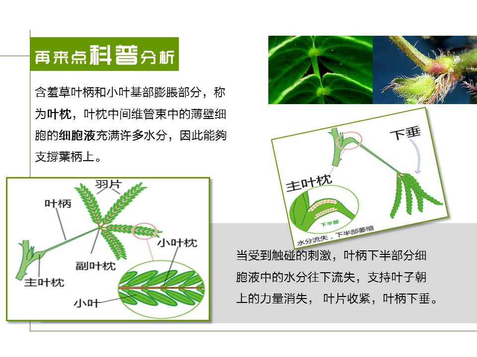 新增精品卡通可爱儿童ppt.静态.K001卡通儿童PPT-053的PPT模板-7/17