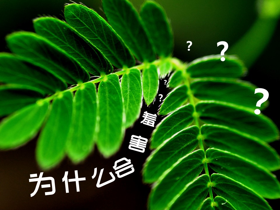卡通儿童.静态.83.花草日记含羞草的PPT模板-5/17
