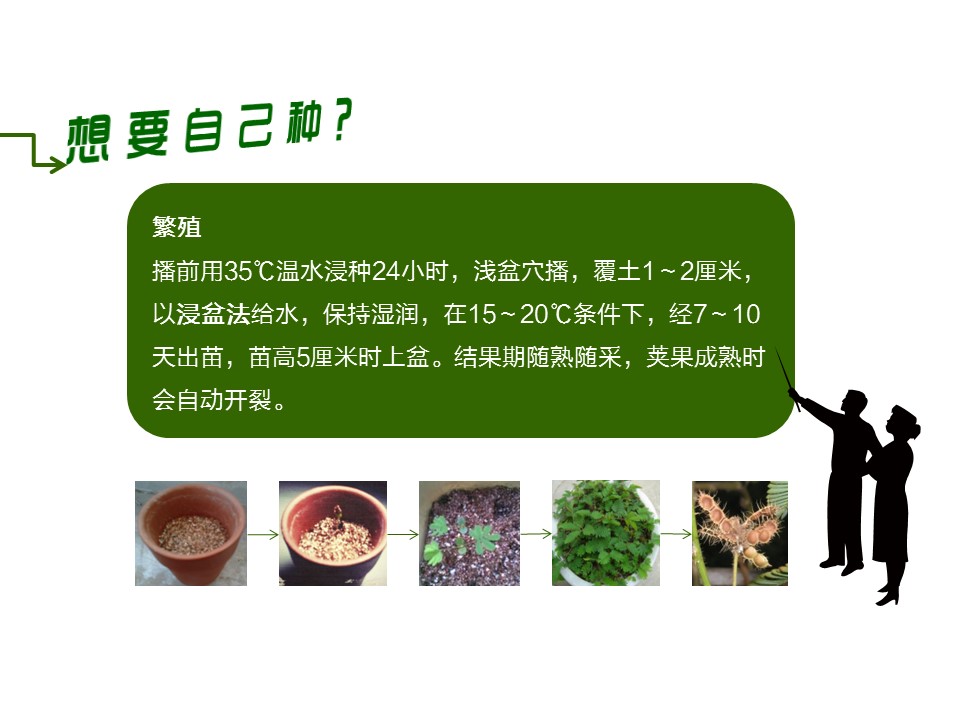 卡通儿童.静态.83.花草日记含羞草的PPT模板-10/17