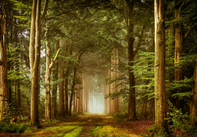 其他.哈苏大师获奖作品集.2016.Lars van de Goor.个人作品集.Woodlands的摄影作品-Lars van de Goor_摄影师陈阳 6