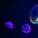 海洋生物(Marine Life)