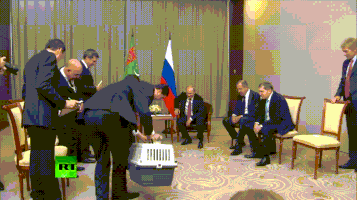 普京的gif-birthday puppy GIF