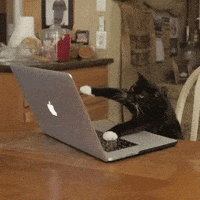 喵星人(cat)