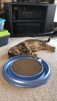 喵星人的gif-lazy cat GIF