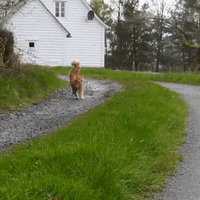 喵星人的gif-cat tail GIF