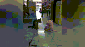 喵星人的gif-cat body slam GIF