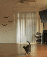 喵星人的gif-cat spinning GIF