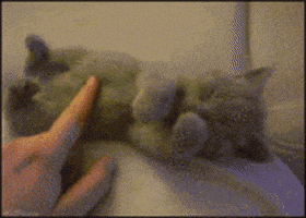 喵星人的gif-tired cat GIF