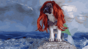 汪汪的gif-adopt don't shop the little mermaid GIF by Disney
