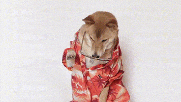 汪汪的gif-funny cool dog GIF by Menswear Dog