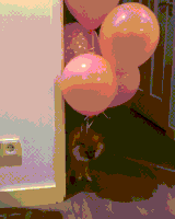汪汪的gif-funny dog GIF