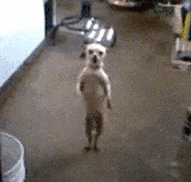 汪汪的gif-dog GIF