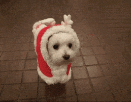 汪汪的gif-merry christmas dog GIF