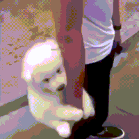 汪汪的gif-dog GIF