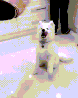 汪汪的gif-dog hello GIF
