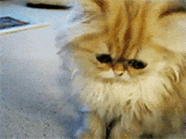 悲伤GIF的gif-sad kitten GIF