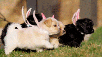 每日GIF(2020-04-14)的gif-Dog Bird GIF