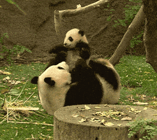 熊猫的gif-Wrestle baby animals GIF by San Diego Zoo