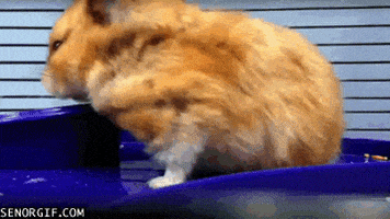 哈喽的gif-wave hello GIF by Cheezburger