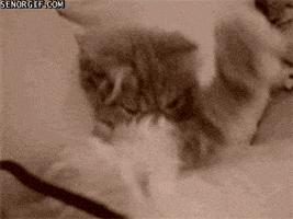 每日GIF(2020-04-25)的gif-Tired Cat GIF by Cheezburger
