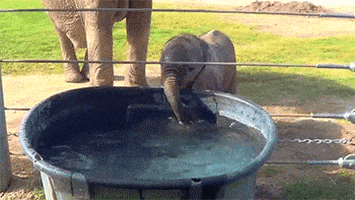 好玩的gif-elephant bubbles GIF