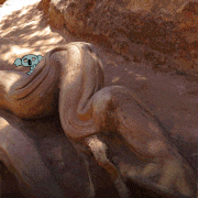 イトウケイジ的gif的gif-Shy Koala in Zion National Park!