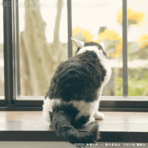 映画「旅猫リポート」【公式】的gif的gif-尻尾ふりふり