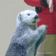 らっこの気持ち的gif的gif-あらま -Universal-