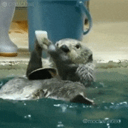 らっこの気持ち的gif的gif-これが本能