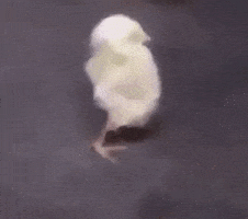 每日GIF(2020-04-30)的gif-Bird Lol GIF by JustViral