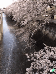 GIFMAGAZINE MEME的gif的gif-スマホでお花見スポット 七選　2/7