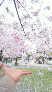 GIFMAGAZINE MEME的gif的gif-スマホでお花見スポット 七選　7/7