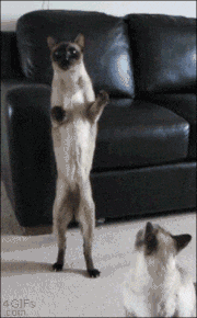 GIFMAGAZINE MEME的gif的gif-No.4 二足歩行で歩く猫