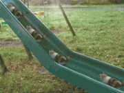 GIFMAGAZINE MEME的gif的gif-No.5 滑り台を駆け上がる猫たち