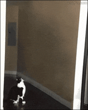 GIFMAGAZINE MEME的gif的gif-No.06 UFOで星に帰って行った猫