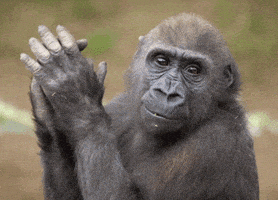 每日GIF(2020-05-09)的gif-Baby Lol GIF by San Diego Zoo