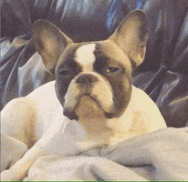 每日GIF(2020-05-10)的gif-Tired French GIF by Julia Jennings