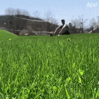 每日GIF(2020-05-20)的gif-Dog Running Into Each Other GIF by America's Funniest Home Videos