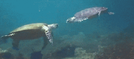 每日GIF(2020-05-22)的gif-High Five Turtle GIF by Cheezburger