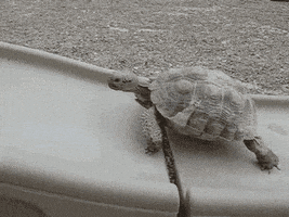 每日GIF(2020-06-14)的gif-Slide Turtle GIF