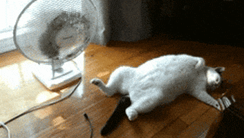 每日GIF(2020-07-21)的gif-Cat Summer GIF