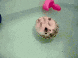 每日GIF(2020-08-02)的gif-Water Bath GIF