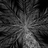 每日GIF(2020-08-29)的gif-Black And White 3D GIF by Pi-Slices