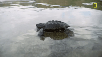 每日GIF(2020-09-01)的gif-Smash Nat Geo GIF by National Geographic Channel